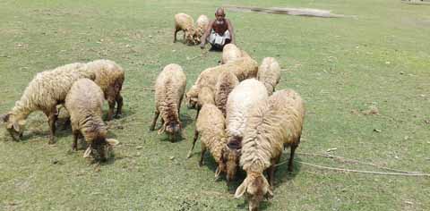 RANGPUR: Sheep rearer Shahid Mia taking care of his sheep at Chat Thakurdas Village Kawnia Upazila.