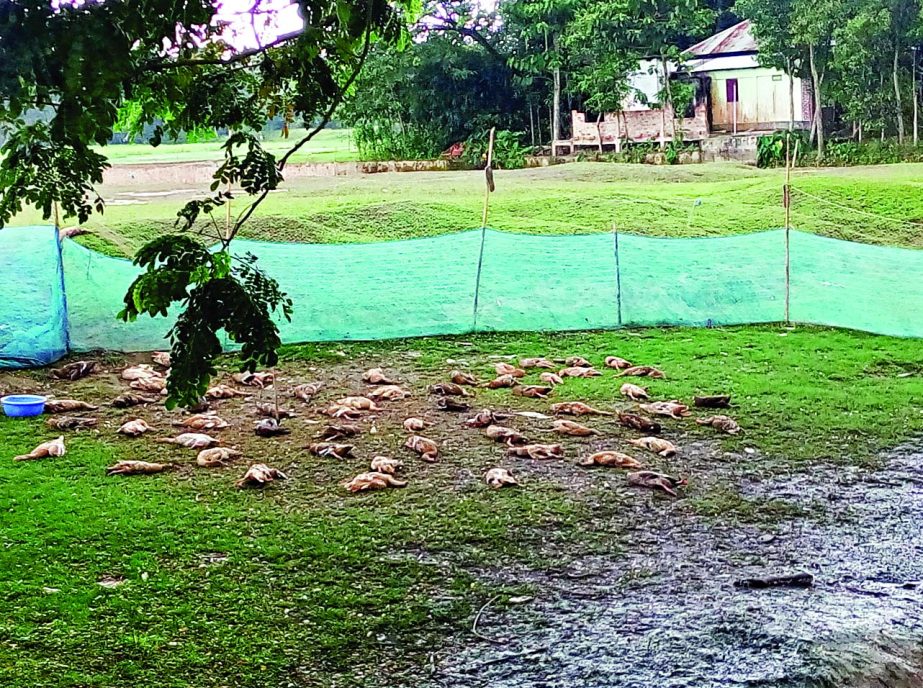 MOULVIBAZAR: Miscreants killed 120 ducks of farmer Rahamot Ali of Dashghori Village by poison recently.