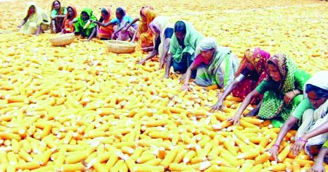 RANGPUR: The farmers have completed harvest of maize achieving its bumper output exceeding the fixed production target by 20 per cent during this Kharip-1 Season in Rangpur agriculture region.
