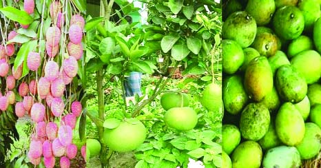 RANGPUR: Farmers produced 3.35 lakh tonnes of different varieties of fruits worth Tk 934cr during 2016-2017 fiscal in Rangpur Agriculture Zone .
