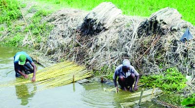 RANGPUR: The farmers are happy to get excellent market price of newly harvested jute after getting its better production in all five districts under Rangpur Agriculture Region this season.