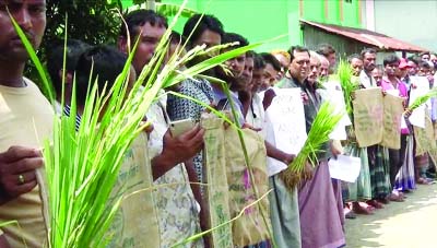 KALAPARA ( Patuakhali): Farmers at Kalapara Upazila formed a human chain with Aman paddy plants protesting supplying of low-quality Aman seed on Thursday