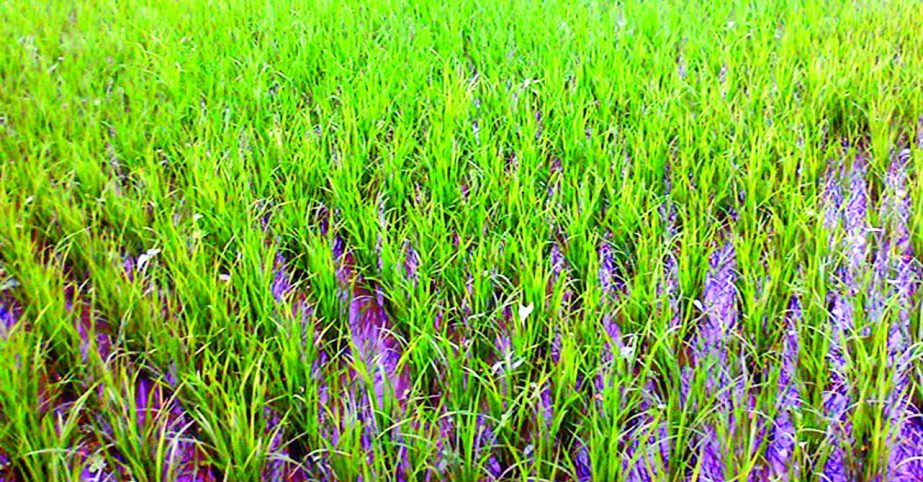 RANGPUR: Tender plants of Transplant Aman paddy growing well in a field at Sadar Upazila. This snap was taken on Tuesday.