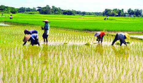 SYLHET: Farmers passing busy time in Aman paddy plantation at Moghalabazar area in South Surma Upazila. This snap was taken on Wednesday.