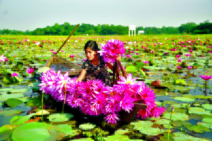A girl delighted with the beauty of Lilly and Lotus flowers plucking the flowers. The snap was taken from Lauail Beel of Daudpur Union in Rupganj on Monday. Photo: Rafiqul Islam.