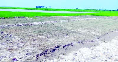 SAPAHAR (Naogaon): Miscreants poisoned some 65 decimal lentil field of farmer Moshidur Rahman at Sapahar Upazila. This snap was taken yesterday.