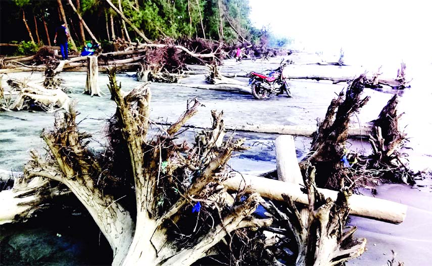 KUAKATA (Patuakhali): The natural beauty of Kuakata Sea beach has been demolishing due to climate change. This picture was taken from Lembur Char Forest yesterday.