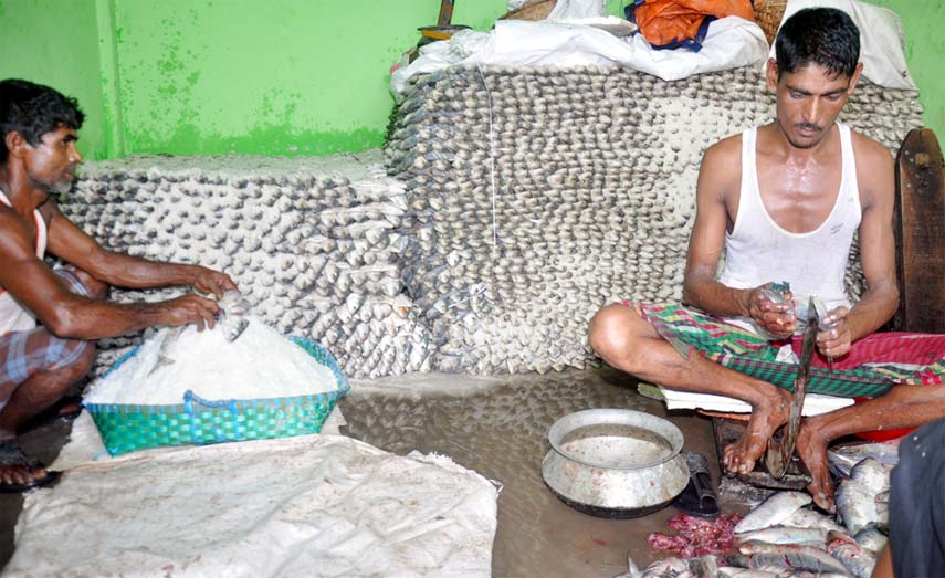 Traders at Fisheries Ghat preserving hilsa fish by using salt. This snap was taken on Friday.