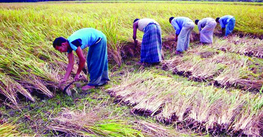 RANGPUR: Harvest of short duration Aman Paddy has already began at this peck hour of 'seasonal lean period' of Aswin and Kartik months creating job for farm labourers in Rangpur Agriculture Zone.