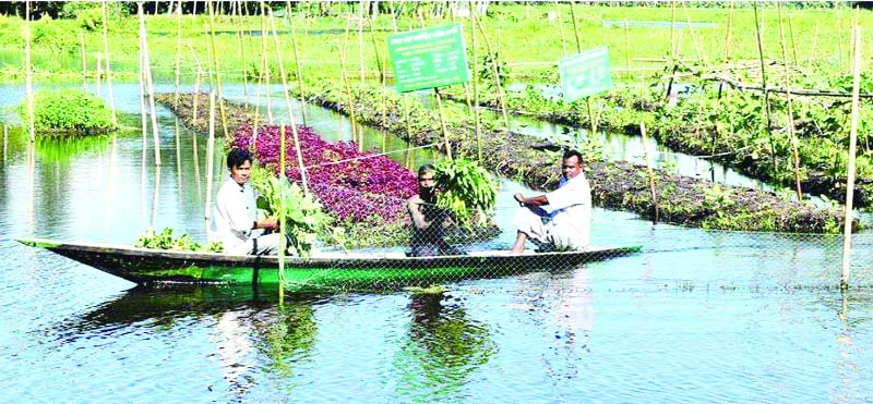 RANGPUR: Growers harvesting vegetables grown on floating garden at Annadanagar area in Pirgachha Upazila.