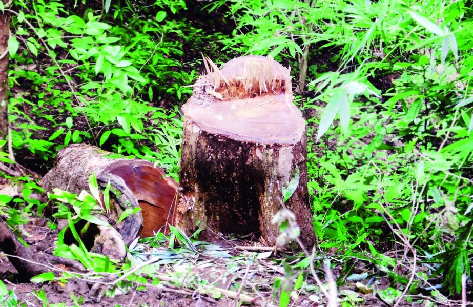 KULAURA (Moulvibazar): Miscreants cut down valuable Sagun Trees from Lawachara National Park at Kamalganj Upazila on Monday.