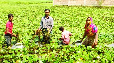JHENAIDAH : Water-chestnut cultivation has increased in Jhenaidah due to good price in the market . Family members of a farmer harvesting Water-chestnut at Nishchintopur Village in Kaliganj Upazila on Saturday.