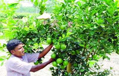 RANGPUR: Farmer Mamunur Rashid taking care of his malta orchard at Parghat village in Raninagar Union. This snap was taken from yesterday.