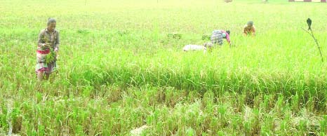 Sherpur: Transplanted Aman paddy harvesting has started in Sherpur district this season.