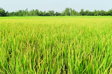RANGPUR: A view of an Aman paddy field at Piragachha Upazila which was affected by pest. This snap was taken on Friday.
