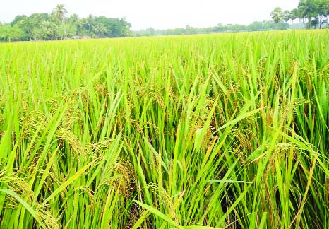 SATKHIRA: A ripe Aman Paddy field at Ofapur Village in Kolaroa Upazila predicts bumper production of the crop due to favourable wweather this season. This snap was taken on Monday.