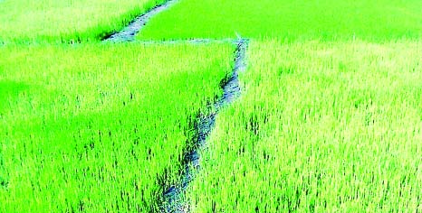 RANGPUR; The farmers will start preparing Boro seedbeds from the end of the November to begin transplantation of Boro paddy seedlings from mid- December everywhere in Rangpur Division during the current Rabi season.