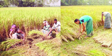 RANGPUR: Harvesting of T-Aman gets momentum with excellent yield rate predicting bumper production of the crop in Rangpur Region this season.
