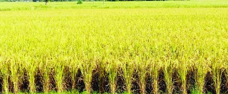 BOGURA: A ripe Aman paddy field at Nandigram Upazila predicts bumper production of the crop this season,. This picture was taken yesterday.