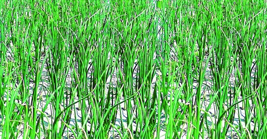 RANGPUR: Tender plants of early variety winter onion growing superbly in a crop field of Gangachara Upazila as sowing of onion seed continues everywhere now in Rangpur Division during Robi season.