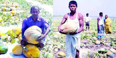 RANGPUR: Some 25,000 char families , mostly victims of river erosion and landless , changed fortune through farming pumpkin on sandbars in Rangpur Agriculture Region in last nine years.