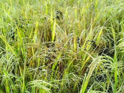 JAMALPUR: BRRI-49 paddy field has been affected by diseases . This picture was taken from Jamalpur Sadar yesterday.