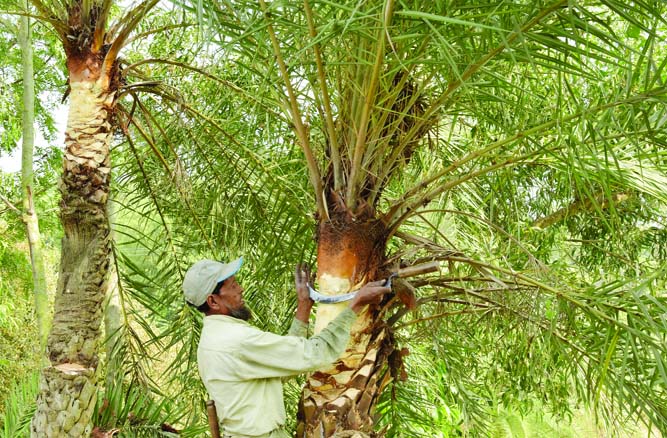 BOGURA: A ghachi preparing date tress at Adamdighi Upazila for date juice collection. This picture was taken yesterday.