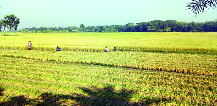JASHORE: Farmers passing busy time in Aamn paddy harvest work at Avoynogor Upazila as the district has achieved bumper production of the crop this season. This snap was taken yesterday.
