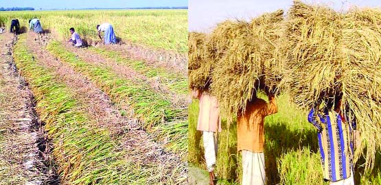 RANGPUR: The production target of T- Aman paddy may exceed in Rangpur Agriculture Region as its harvest continues in full swing now with excellent yield rate this season.