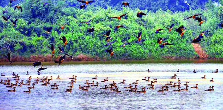 DINAJPUR: Arrival of the migratory birds and their well- mannered flying and movements have given the 'Ramsagar Dighee' at Ramsagar National Garden in Dinajpur in the Northern Region, an eye-catching look with decent fleeting glimpse.