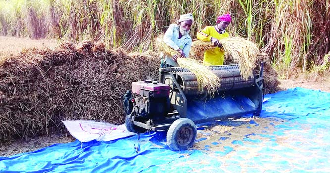 NATORE: Framers passing busy time in Aman paddy harvest at Naldanga Upazila using modern technology. This snap was taken yesterday.