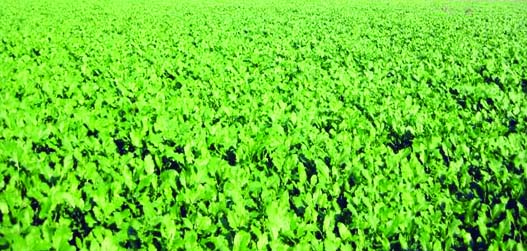 RANGPUR: Tender plants of mustard crop growing superbly in a field in Monirampur Union of Sadar Upazila predicts bumper production of the crop in the district as elsewhere in Rangpur Division during this Robi season..