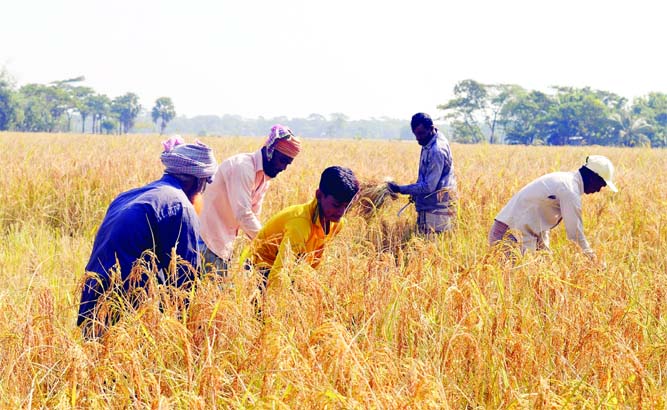 RANGABALI(Patuakhali): Farmers at Rangabali Upazila passing busy time in Aman paddy harvest. This snap was taken on Saturday.