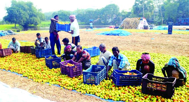 RAJSHAHI: Farmers passing busy time in packing tomatoes at Godabori Upazila to send them different places of the country as bumper production of the product has been achieved this season. This picture was snapped on Sunday.