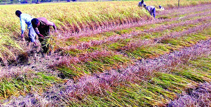 RANGPUR: Bumper production of T -Aman paddy is expected as farmers exceeded fixed production target by 3.72 percent after completing harvest on 93.83 percent of cultivated land area in Rangpur Agriculture Region this season on Monday.