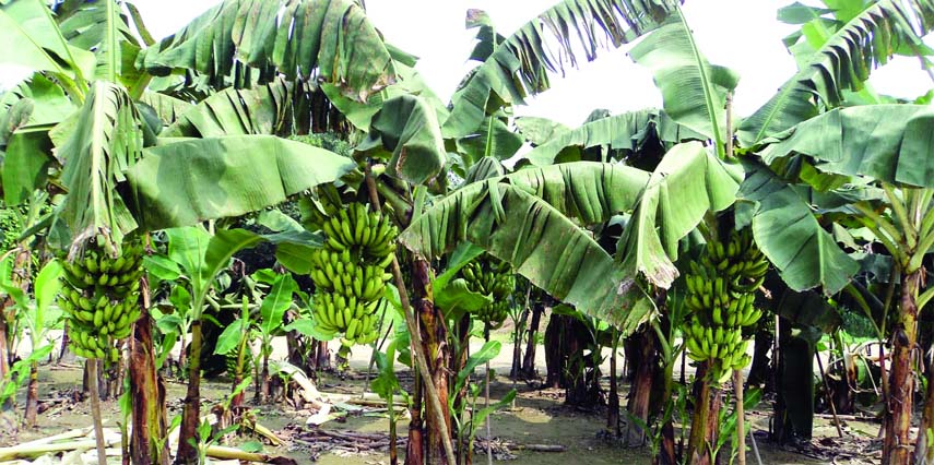 DUPCHANCHIA (Bogura): A view of banana garden at Purba Village in Dupchanchia Upazila.