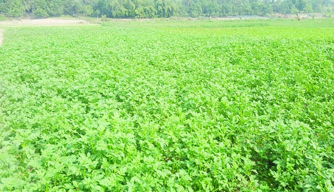 RAJSHAHI: A tender potato field at Darusha Village in Paba Upazila predicts good yield of it in the region during the current season due to favourable climatic condition