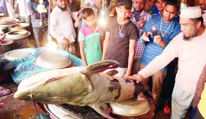 SYLHET: Fisherman caught a 'Baghaire' weighing about 140-kg in Zakiganj on Friday.