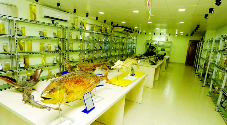 The picture shows the freshwater corner which is enriched with about 150 freshwater fish species, model of modern and integrated fish farms, skeleton of freshwater fishes at Fisheries Museum in Chattogram Veterinary and Animal Sciences University.