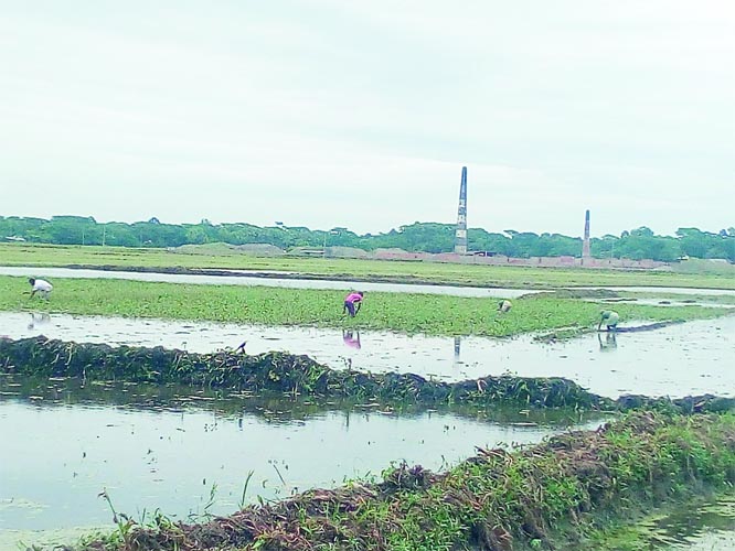 GOPALGANJ: A farmer seeding, Boro seeds on seedbed at village Raghunathpur Charpara under Sadar Upazila in the district. Photo was taken recently.