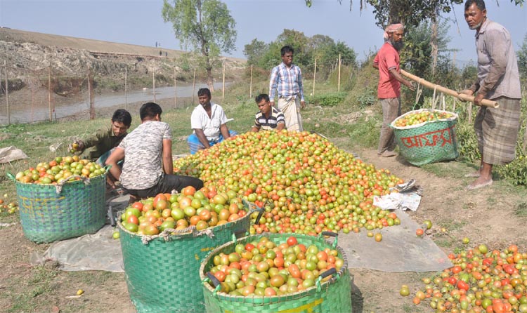 Farmers at Anandbazar Beribadh area in Halishahar passing busy time in tomato harvest as it has achieved bumper production of the vegetable this season. This snap was taken yesterday.