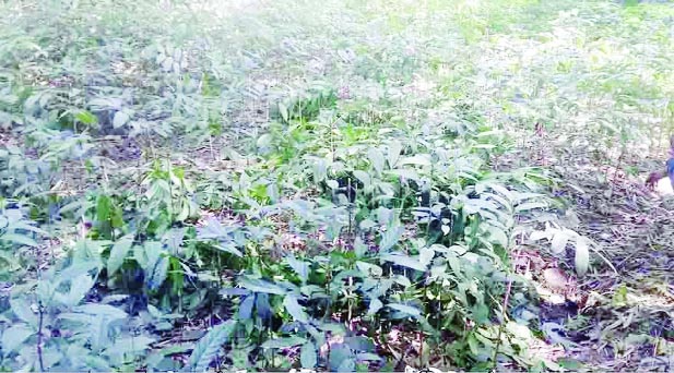 SUNDARGANJ (Gaibandha ): Miscreants cut down thousands of tender plants from Bashonti Nursery at Shibram Village on Monday .