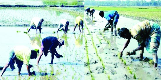 RANGPUR: Farmers have just stated transplantation of Boro paddy seedling on their lands to make the intensive farming programme of the crop a success in all five districts of Rangpur Agriculture Zone this season.