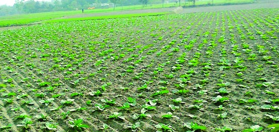 RANGPUR: Tender tobacco plants growing excellent on a crop field of a village at Mominpur Union in Sadar Upazila in the district . This picture was taken yesterday.