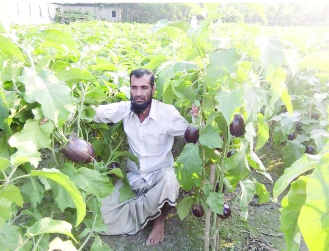 GAFARGAON (Mymensingh): Brinjal farmer Masud Rana working in his garden.at Noapara Village .