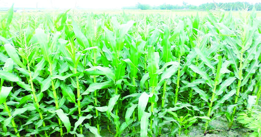 RANGPUR: Tender maize plants growing superbly in Mominpur Union in Sadar Upazila predicting a bumper production of the cereal crop in the districtâ€™s elsewhere in Rangpur Agriculture Region this season.