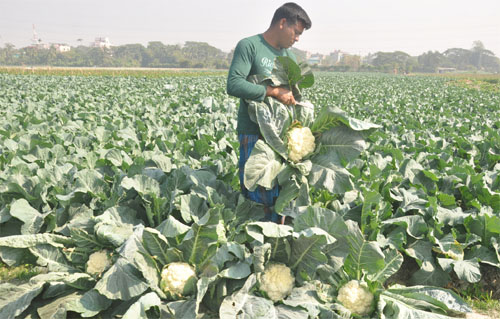 A farmer harvesting cauliflower at Anandbazar Munir Nagar Beribandh area as the area has achieved bumper production of winter vegetables. This snap was taken yesterday.