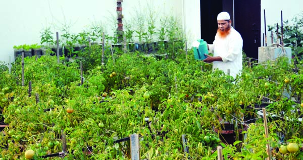 SYLHET: Haji Md Abdus Salam watering on his tomatoes garden in the roof at outskirt of the city.