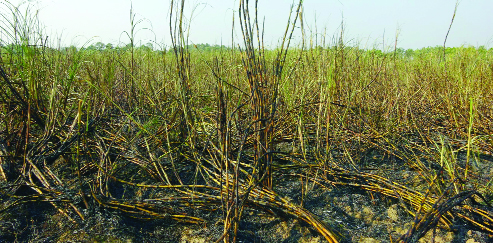 BARIAGRAM (Natore): Fire gutted a sugarcane field on seven acres of land at Bahimali in Baraigram Upazila under Gopalpur North Bengal Sugar Mills on Tuesday .