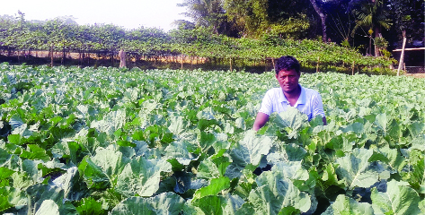 BHOLA: Reshad Ali, a farmer working in his Cauliflower garden in Bhola.